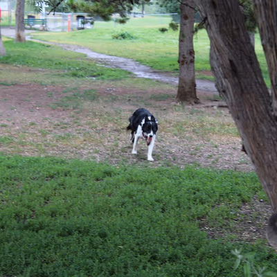 Jacobs Island Bark Park photo 1
